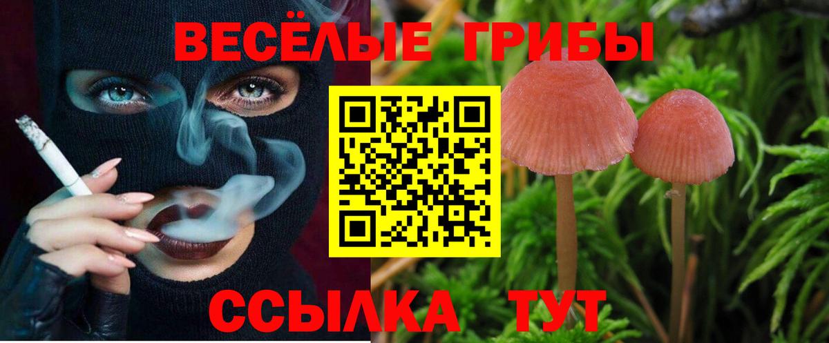 Псилоцибиновые грибы Cubensis Сорочинск